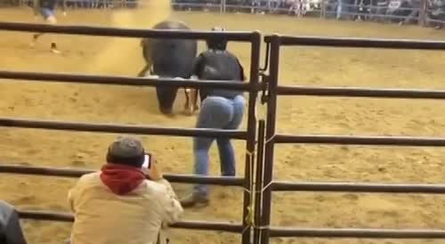 Bull sends big mama flying!(repost)