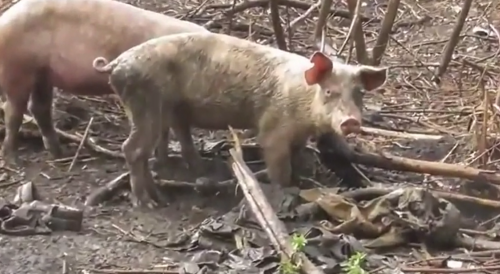 Pigs eat up dead Ukrainian fascists
