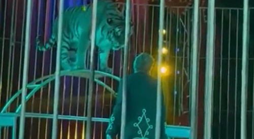 Circus Tiger Attacks Trainer in Italy