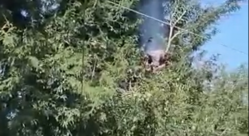 Man Cutting The Tree Electrocuted, Killed In Guatemala