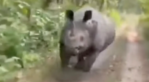 India: rhino charges at tourist safaris