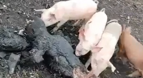 Pigs eat a dead Ukrainian soldier