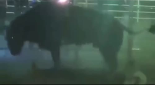 Bull kill mexican