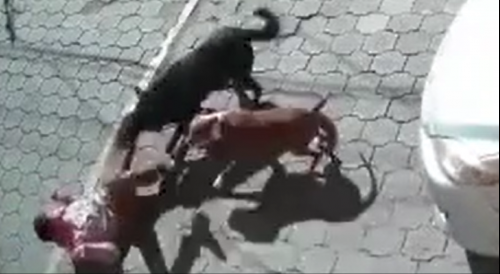 Man Attacked By Dogs In Guatemala