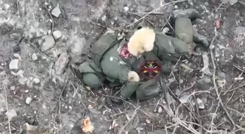 Fwwding Dogs In Ukraine