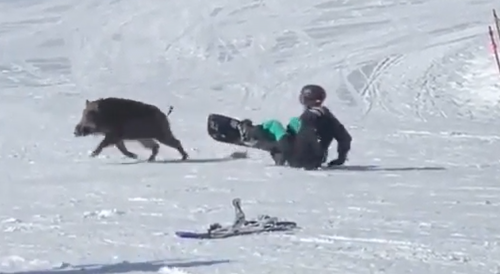 Angry Boar Attacks Snowboarders In Japan