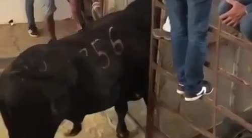 Never fuck with the bull!(repost)