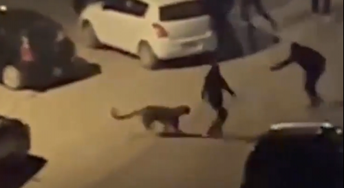 Cheetah Attacks People In India