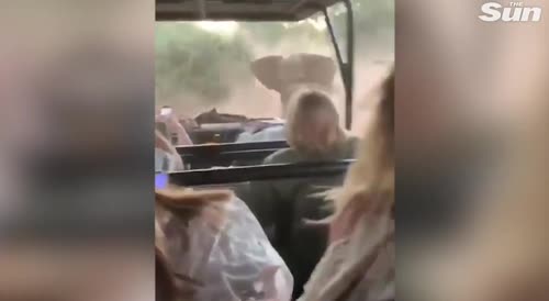 elephant attacks jeep