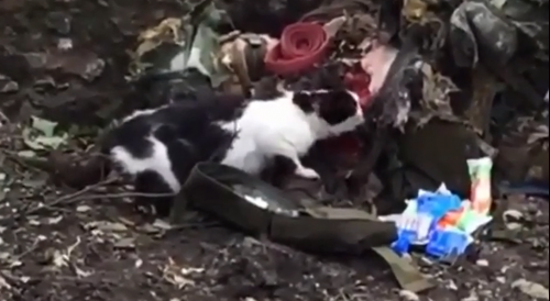 Kitty Eating Fallen Soldier