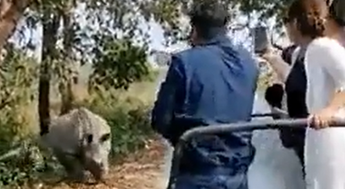 Rhino Makes Safari Driver Shit His Pants