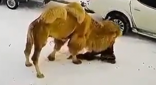 Security Guard BITTEN to Death by a Camel