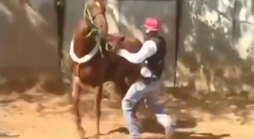 Kicking a fight with a horse