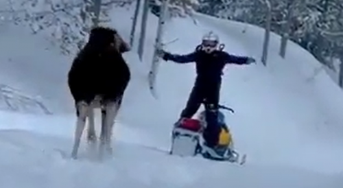 Moose Attacks Snowmobiles In Idaho