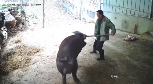 Big Hog Gets Revenge on a Farmer