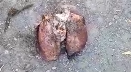 WTF? Human Lungs Found in a Parking Lot