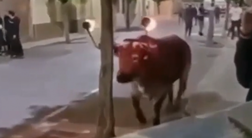 When Will They Learn to Stop Fucking with Bulls on Fire?