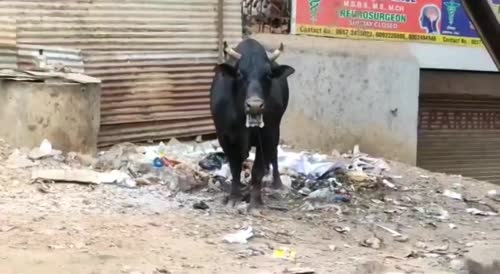 Bull Kils 2 In India