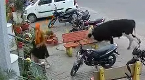 Funny Bull Attack