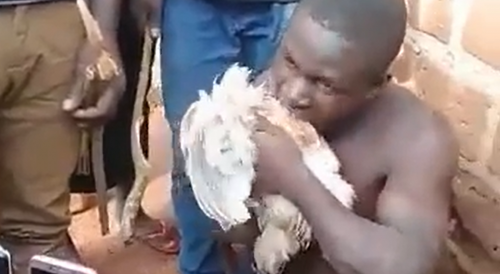 Thief Forced To Eat Raw Dead Chicken He Stole
