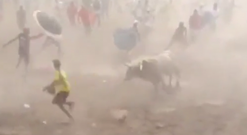Bull Scores Direct Hit in Colombia