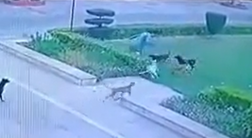 Man Attacked By Pack Of Dogs In India