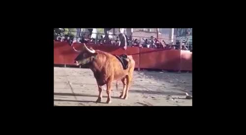 bullfighter was cruelly thrown through the air