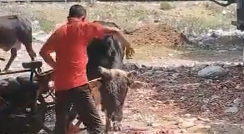 Fruit Vendor Attacked By The Bull In India