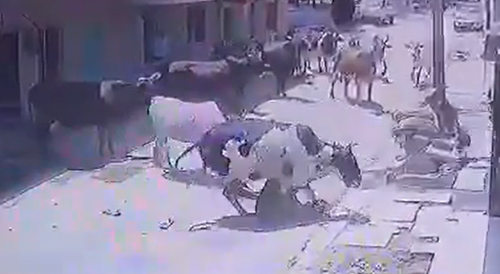 Man Killed By Gang Of Bulls In India