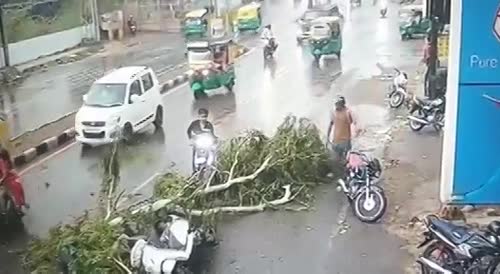 Tree Falls On Scooter Riders In India