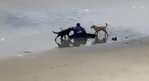 Tijuana Beach Goer Attacked By Dogs