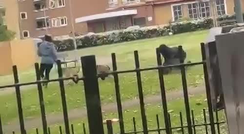 Dog attack in Stepney Green (London)