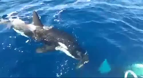 Spain: Killer whale biting rudders off boat