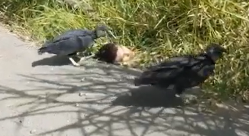 Birdies Eating Dismembered By Gang Male