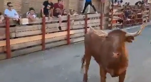 Two Injured At Bull Fest In Spain