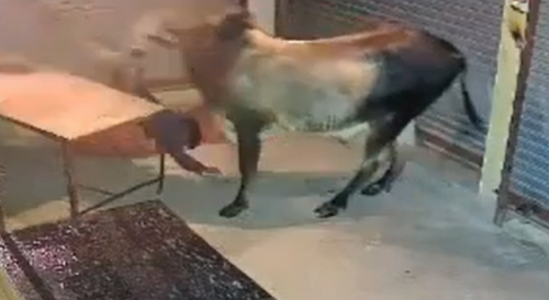 Bull Attacks A Man In India