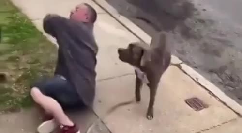 Man Beats Pitbull Owner over Dog Attack