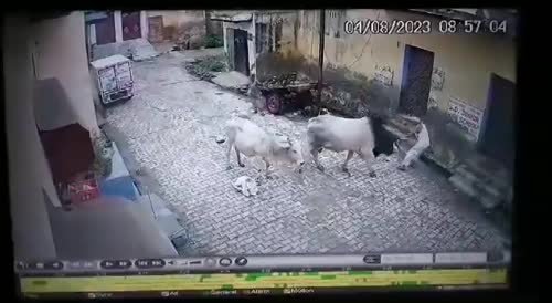 Old Man Attacked By The Bull