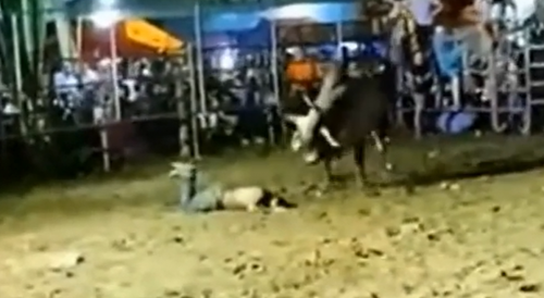 Drunk man was cruelly attacked by bull in Nicaragua