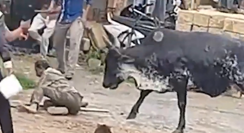 Skinny Bull Attacks A Man In India