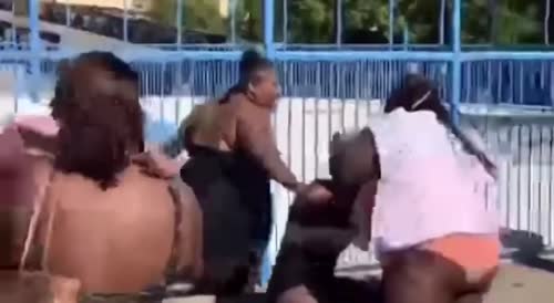 Pool Hippos Fight it Out(repost)