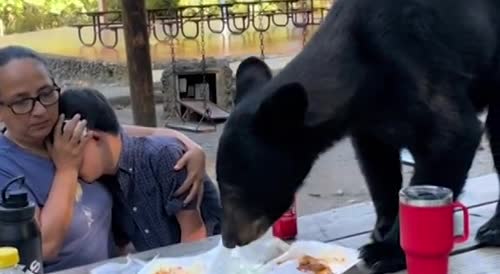 Bear Likes Tacos and Chimichangas