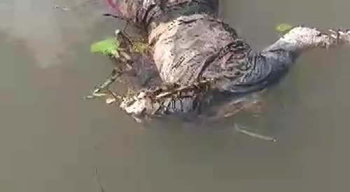 Bad Fishing Day In  Amapá, Brazil