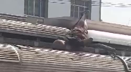 Last Seconds Of A Cable Thief Electrocuted On The Top Of The train In Brazil