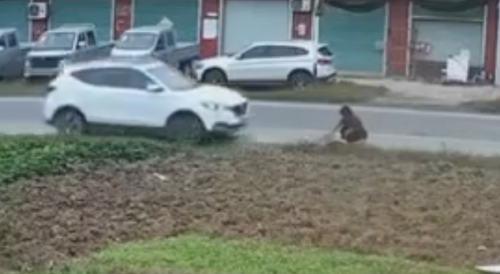 Gardener Completely Obliterated By Passing SUV