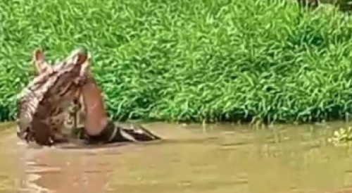 Fisherman Becomes Crocodile Food