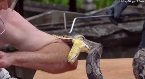 Idiot Dares a Huge Python to Bite Him - looks painful
