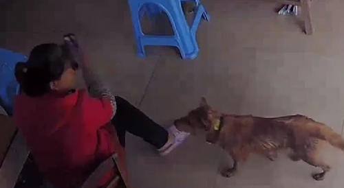 Doggo Bites Female Store Keeper In China