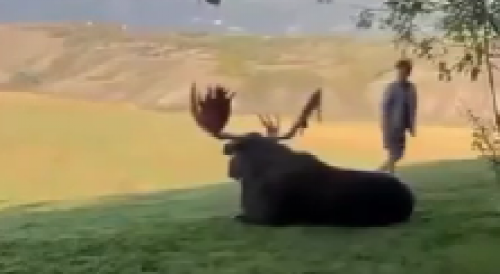 Moron Almost Gets Destroyed by A Moose