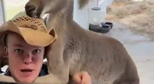 Kangaroo Chokes Midget